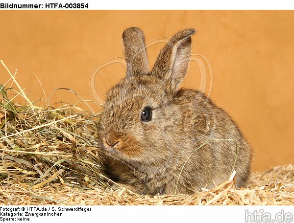 Zwergkaninchen / dwarf rabbit / HTFA-003854
