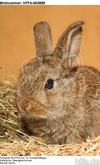 Zwergkaninchen / dwarf rabbit / HTFA-003855