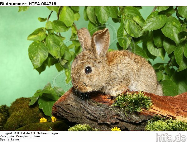 junges Zwergkaninchen / young dwarf rabbit / HTFA-004719