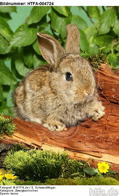 junges Zwergkaninchen / young dwarf rabbit / HTFA-004724