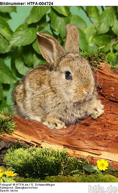 junges Zwergkaninchen / young dwarf rabbit / HTFA-004724