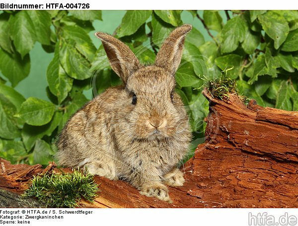 junges Zwergkaninchen / young dwarf rabbit / HTFA-004726
