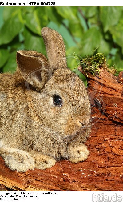 junges Zwergkaninchen / young dwarf rabbit / HTFA-004729