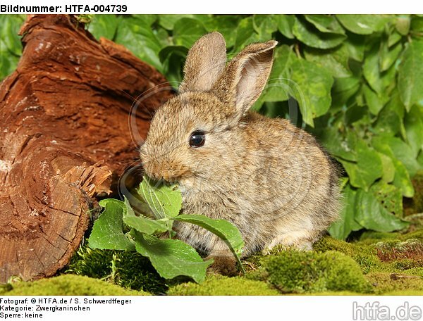 junges Zwergkaninchen / young dwarf rabbit / HTFA-004739