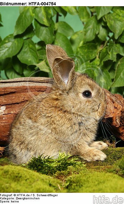 junges Zwergkaninchen / young dwarf rabbit / HTFA-004754