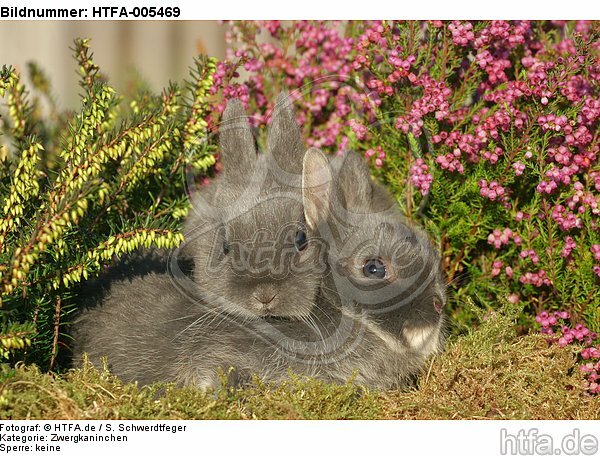 junge Zwergkaninchen / young dwarf rabbits / HTFA-005469