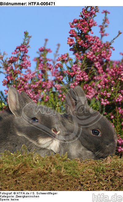 junge Zwergkaninchen / young dwarf rabbits / HTFA-005471