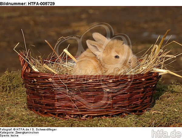 junges Zwergkaninchen / young dwarf rabbit / HTFA-005729