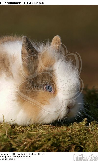 junges Zwergkaninchen / young dwarf rabbit / HTFA-005730