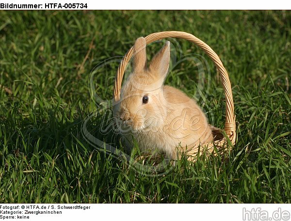 junges Zwergkaninchen / young dwarf rabbit / HTFA-005734