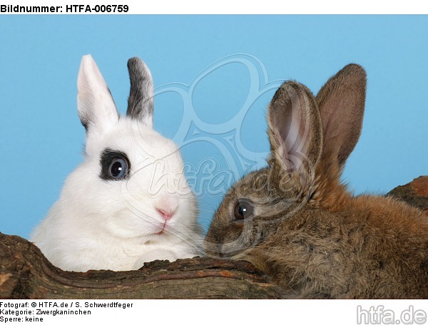 Zwergkaninchen / dwarf rabbits / HTFA-006759