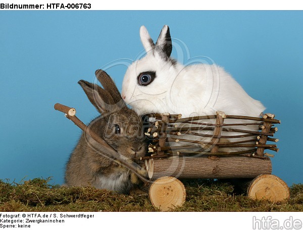 Zwergkaninchen / dwarf rabbits / HTFA-006763