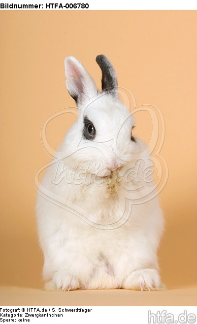Zwergkaninchen / dwarf rabbit / HTFA-006780