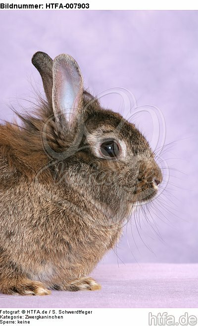 Zwergkaninchen / dwarf rabbit / HTFA-007903