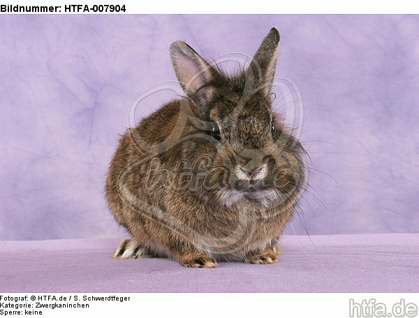 Zwergkaninchen / dwarf rabbit / HTFA-007904
