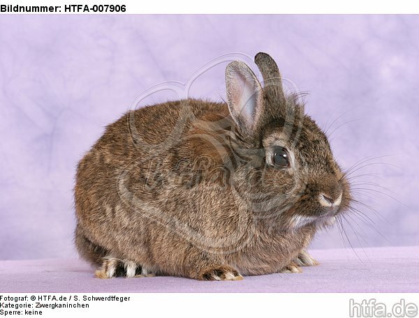 Zwergkaninchen / dwarf rabbit / HTFA-007906