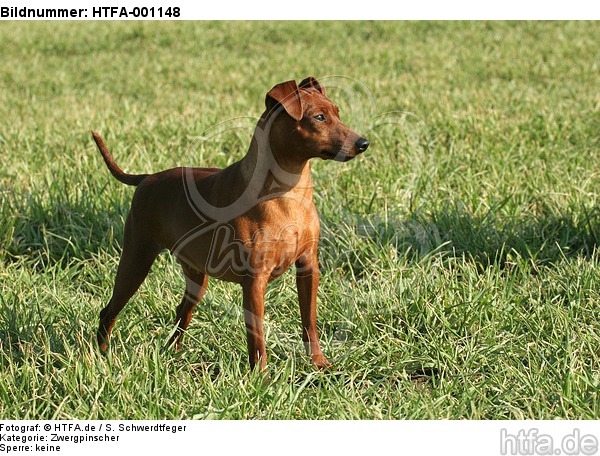 stehender Rehpinscher / standing miniature pinscher / HTFA-001148