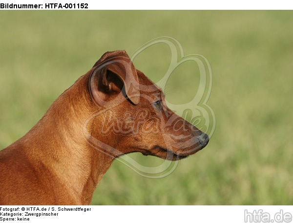 Rehpinscher Portrait / miniature pinscher portrait / HTFA-001152