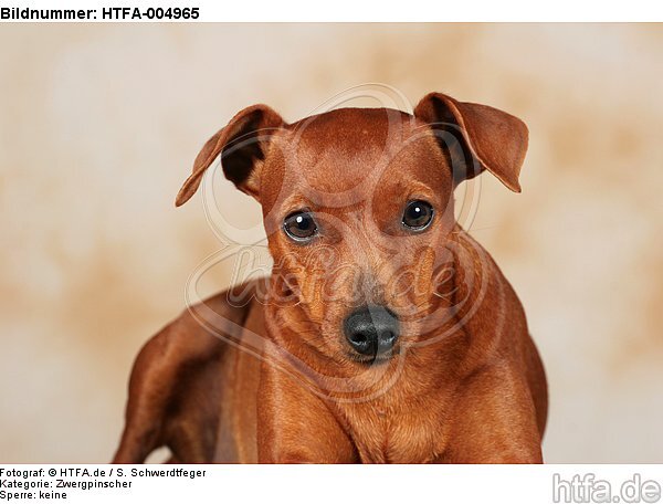 Rehpinscher / miniature pinscher / HTFA-004965