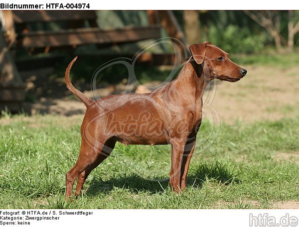 Rehpinscher / miniature pinscher / HTFA-004974