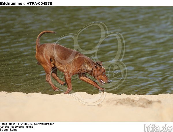 Rehpinscher / miniature pinscher / HTFA-004978