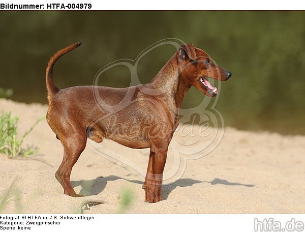 Rehpinscher / miniature pinscher / HTFA-004979