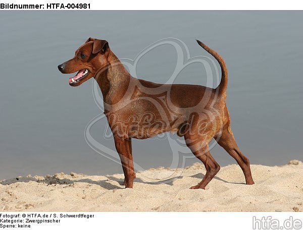 Rehpinscher / miniature pinscher / HTFA-004981