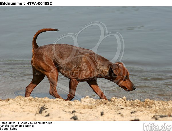 Rehpinscher / miniature pinscher / HTFA-004982