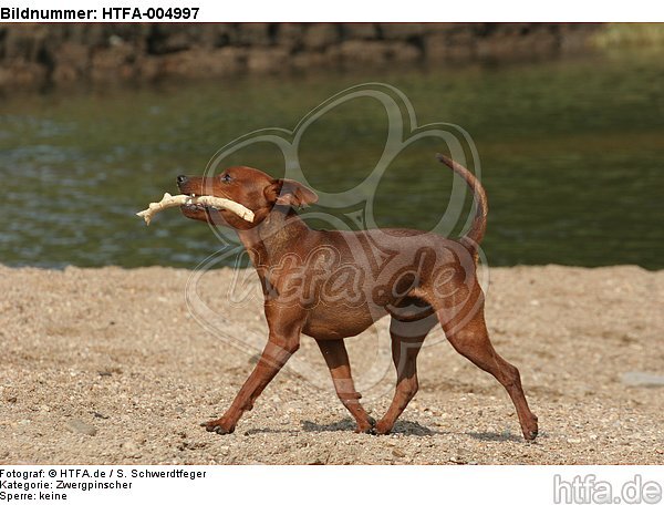 Rehpinscher / miniature pinscher / HTFA-004997