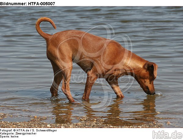 Rehpinscher / miniature pinscher / HTFA-005007