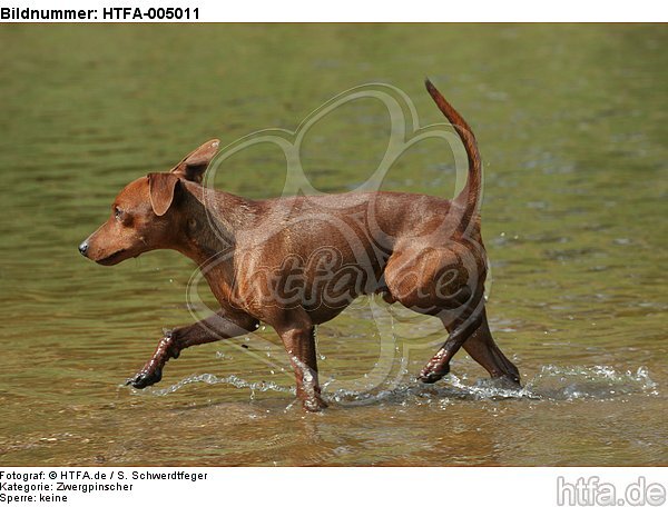 Rehpinscher / miniature pinscher / HTFA-005011