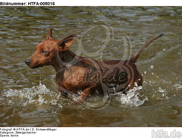 Rehpinscher / miniature pinscher / HTFA-005016