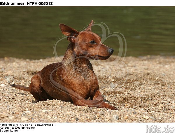 Rehpinscher / miniature pinscher / HTFA-005018