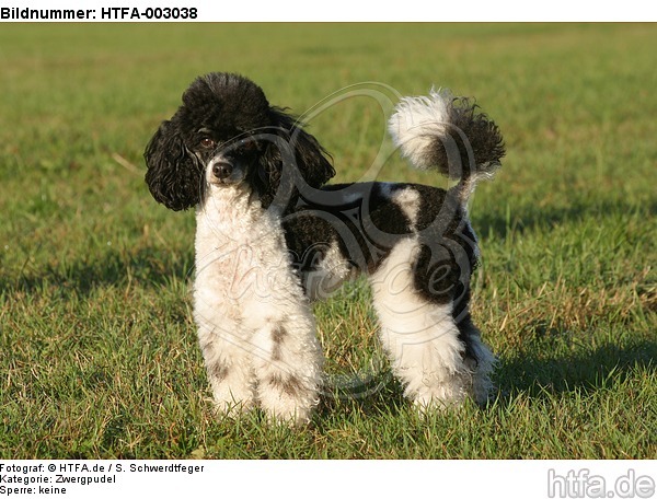 Zwergpudel / toy poodle / HTFA-003038