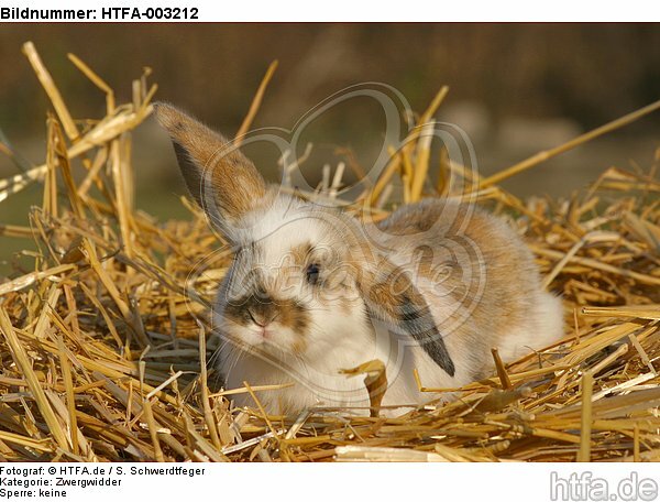 Zwergwidder / lop-eared bunny / HTFA-003212