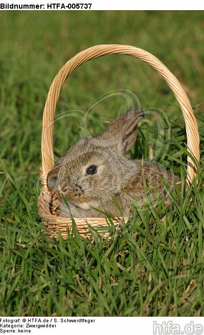junger Zwergwidder / young lop-eared bunny / HTFA-005737